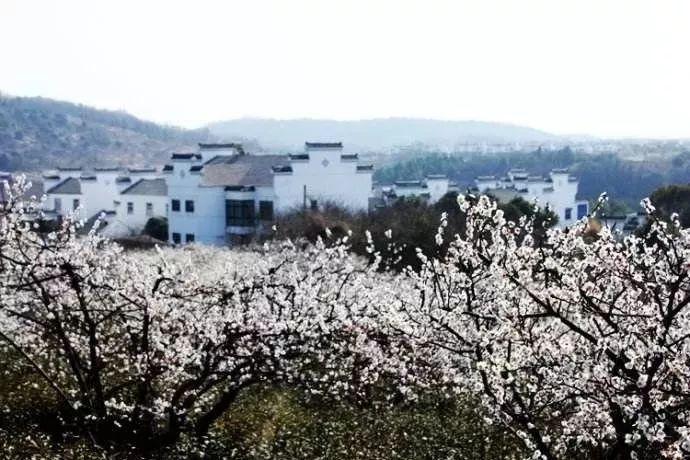 可爱的小孔雀救援